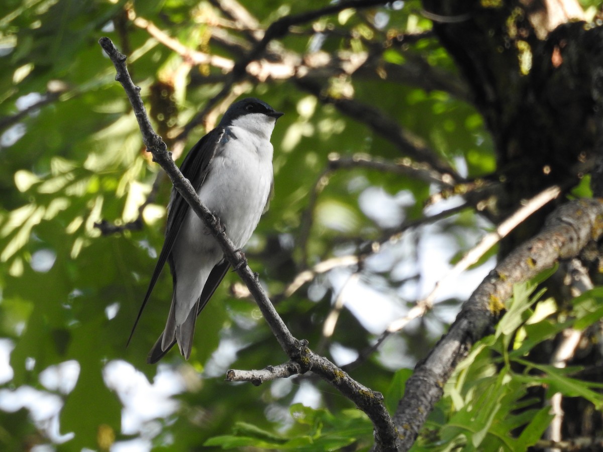 Tree Swallow - ML620476977