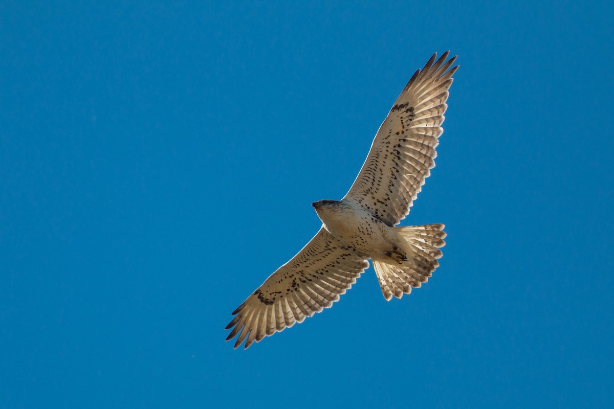 Ferruginous Hawk - ML620476979