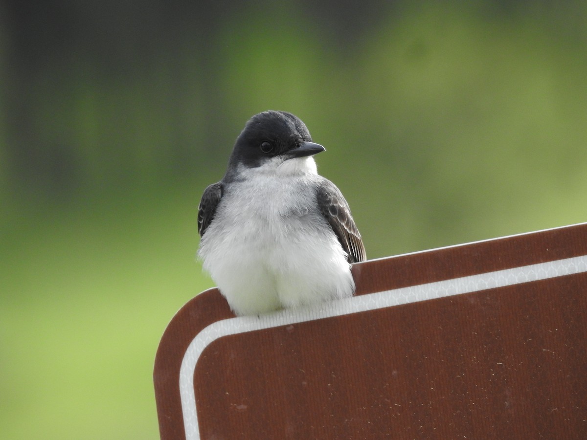 Eastern Kingbird - ML620476984