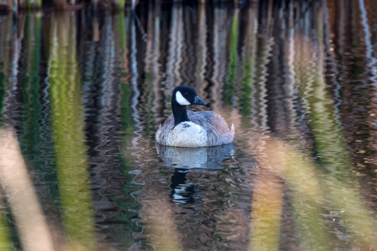 Canada Goose - ML620476986