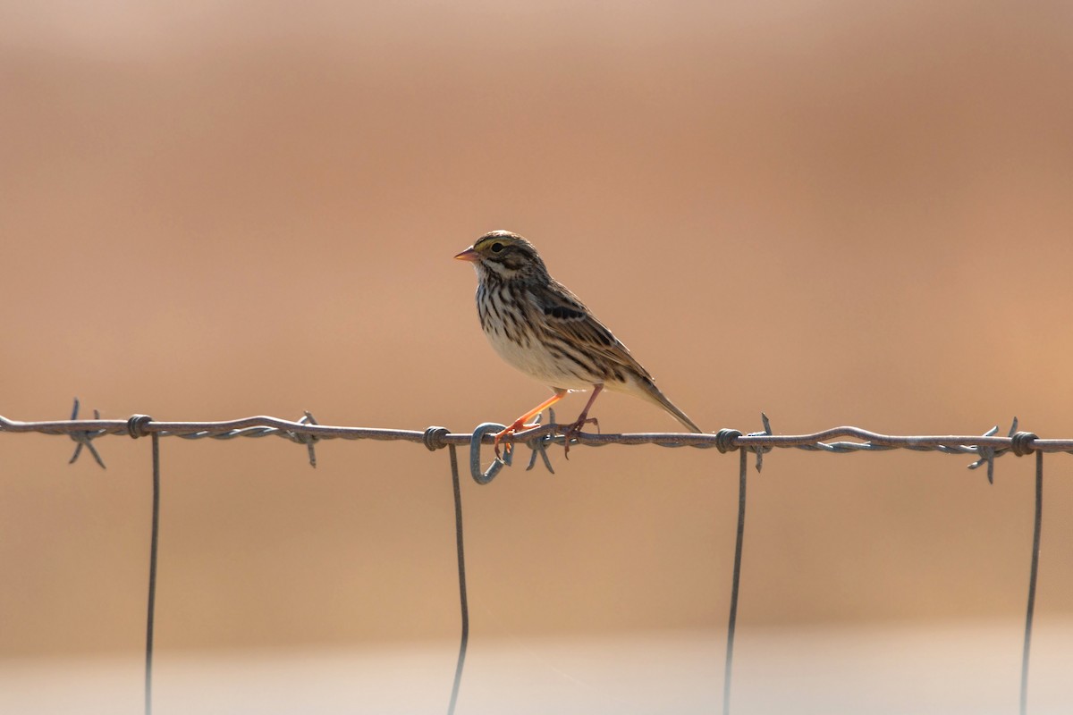 Savannah Sparrow - ML620476988