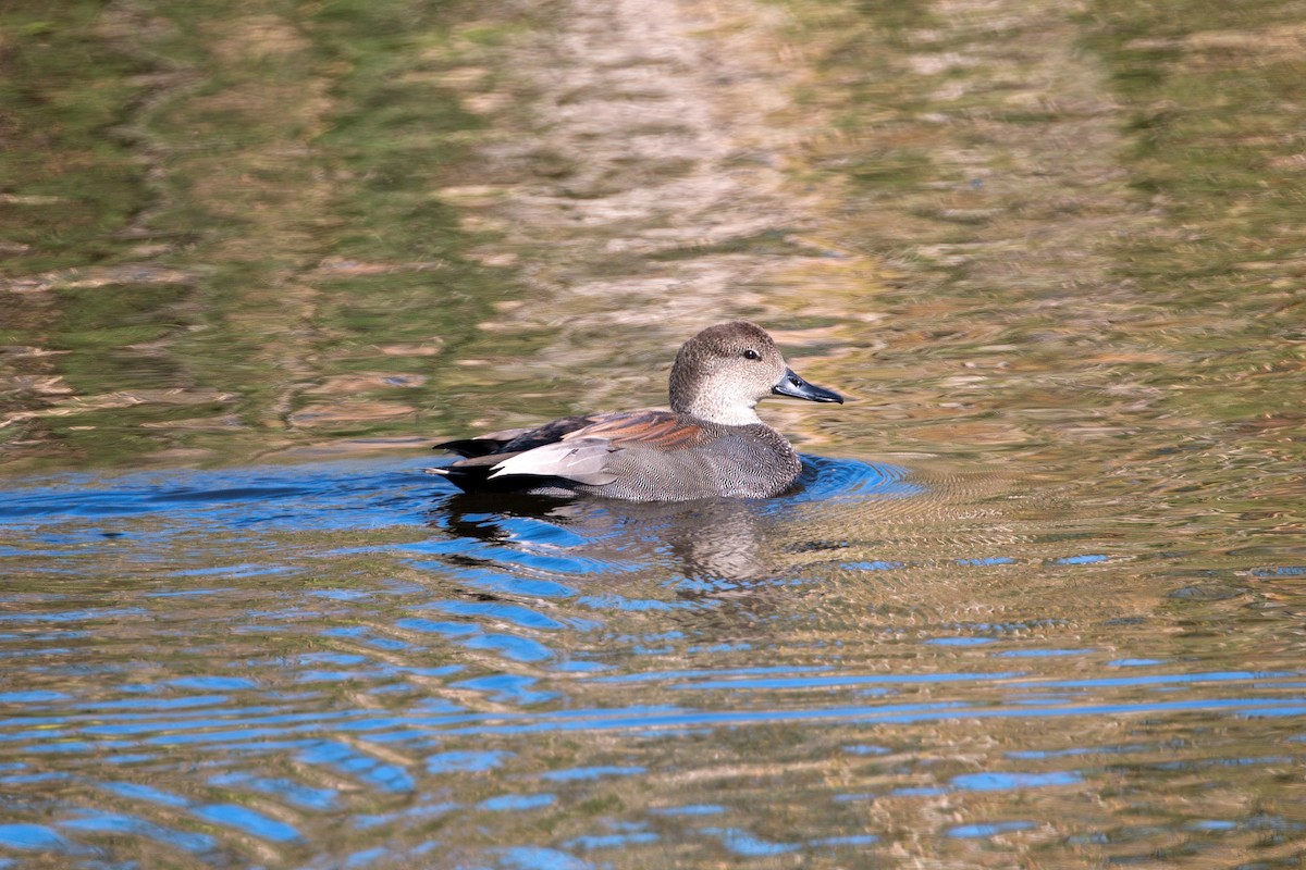 Gadwall - William Clark