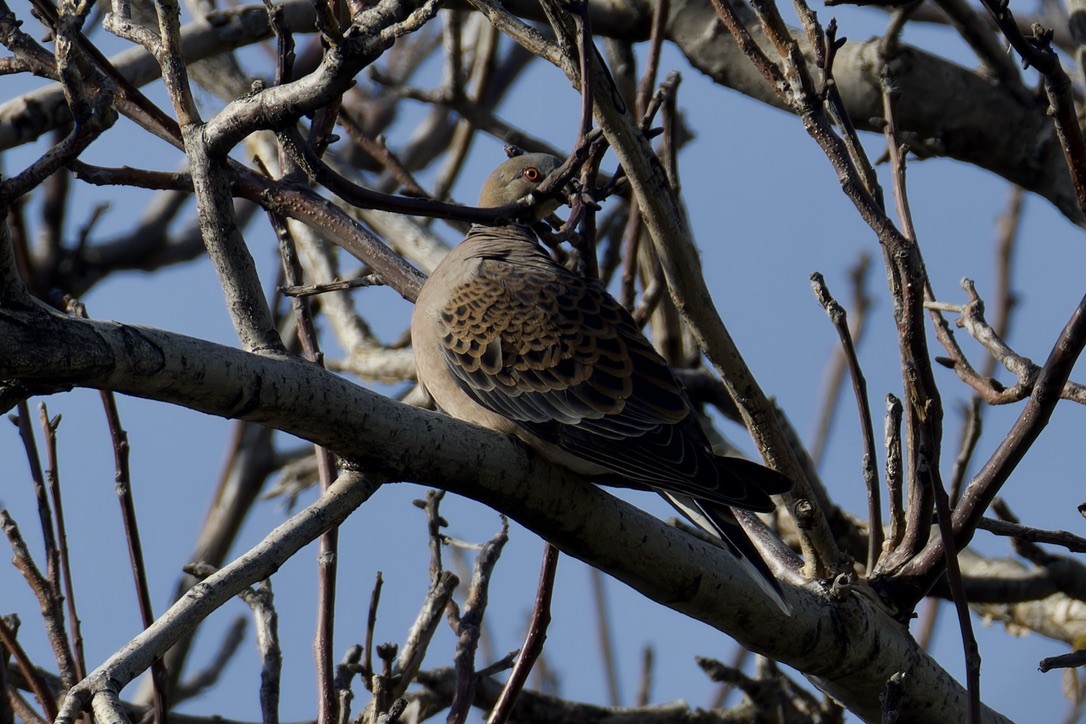 Oriental Turtle-Dove - ML620476990