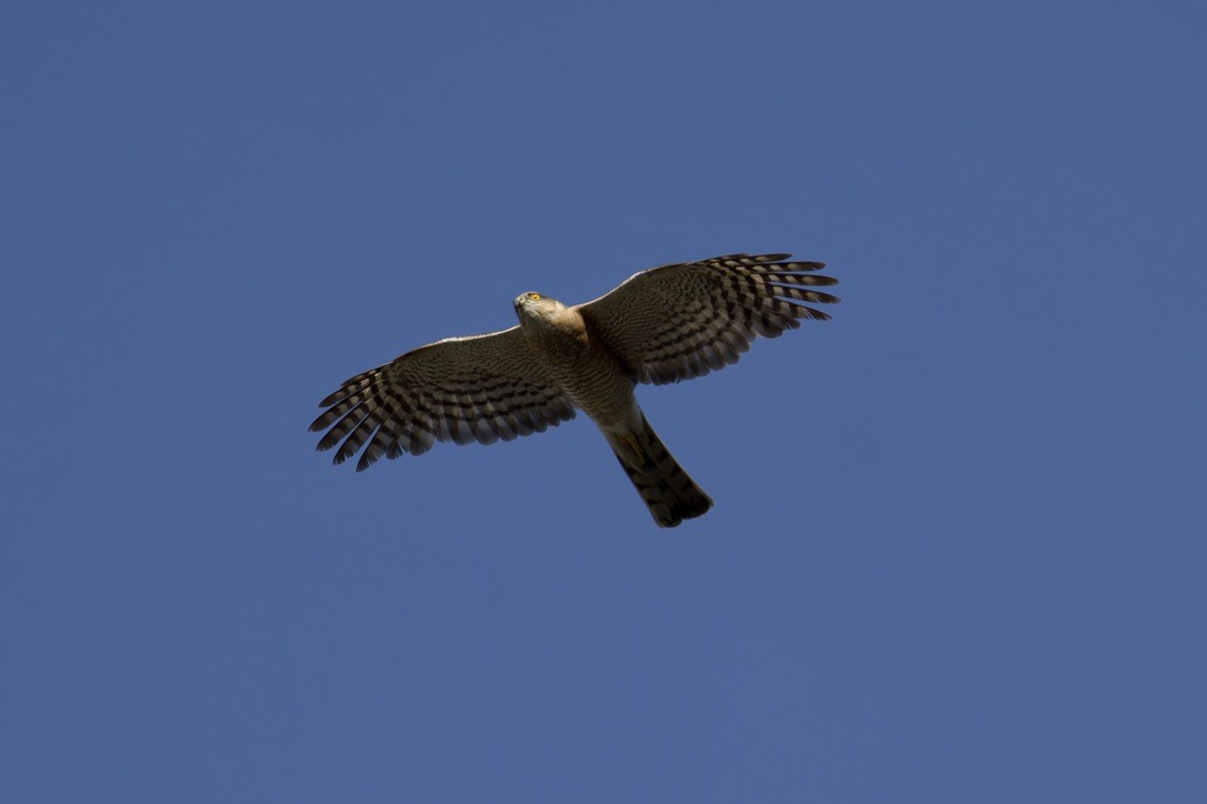 Eurasian Sparrowhawk - ML620476991