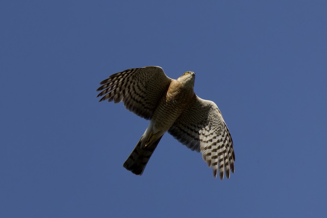 Eurasian Sparrowhawk - ML620476992