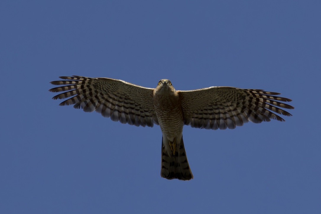 Eurasian Sparrowhawk - ML620476993