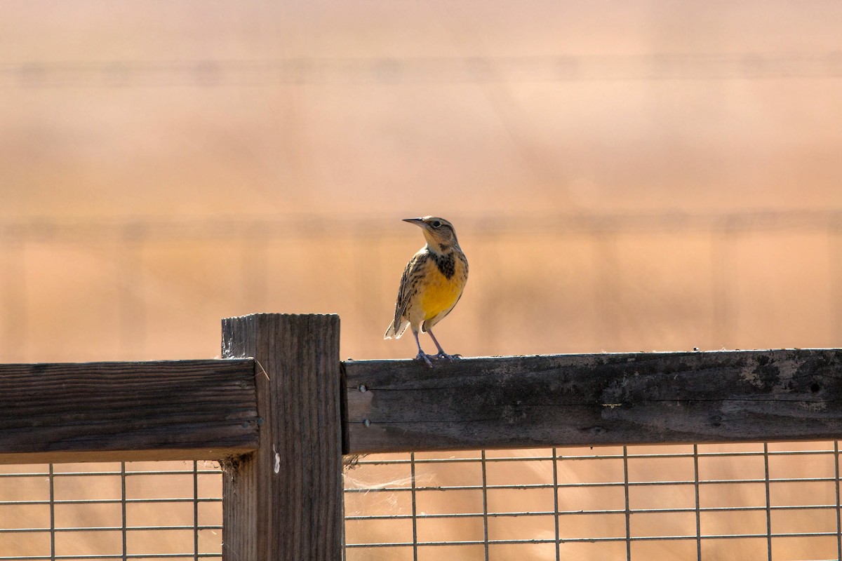 Western Meadowlark - ML620476994