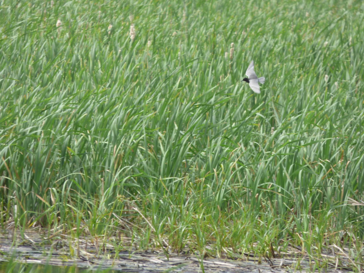 Black Tern - ML620476995