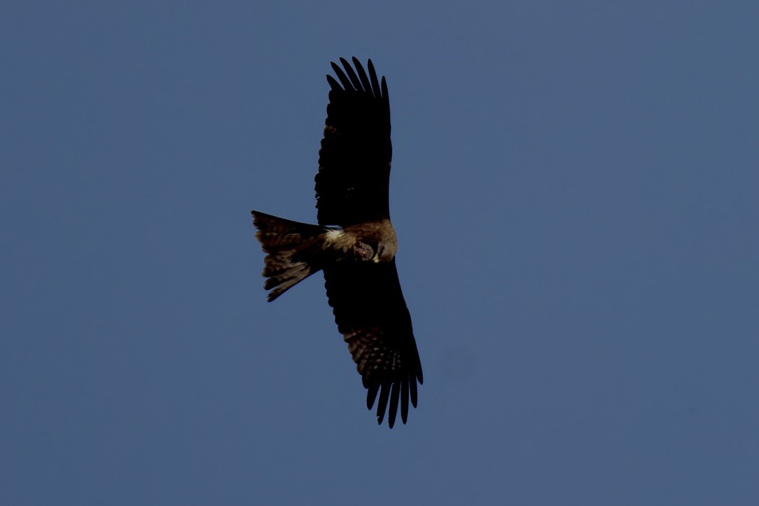 黑鳶 - ML620476997