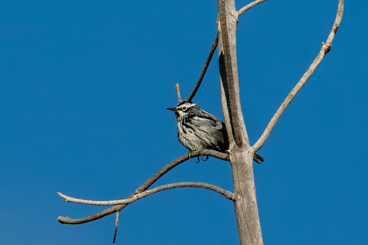 Black-and-white Warbler - ML620476998