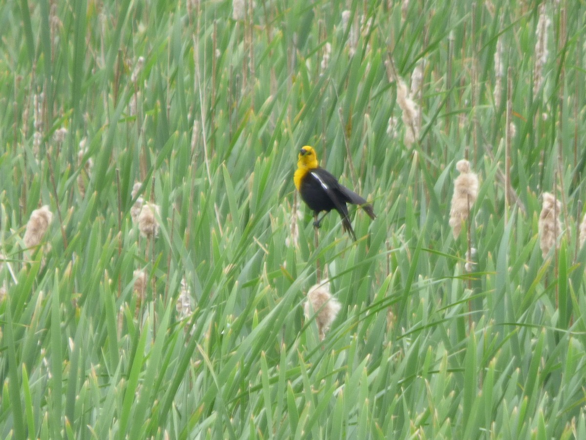 Yellow-headed Blackbird - ML620476999