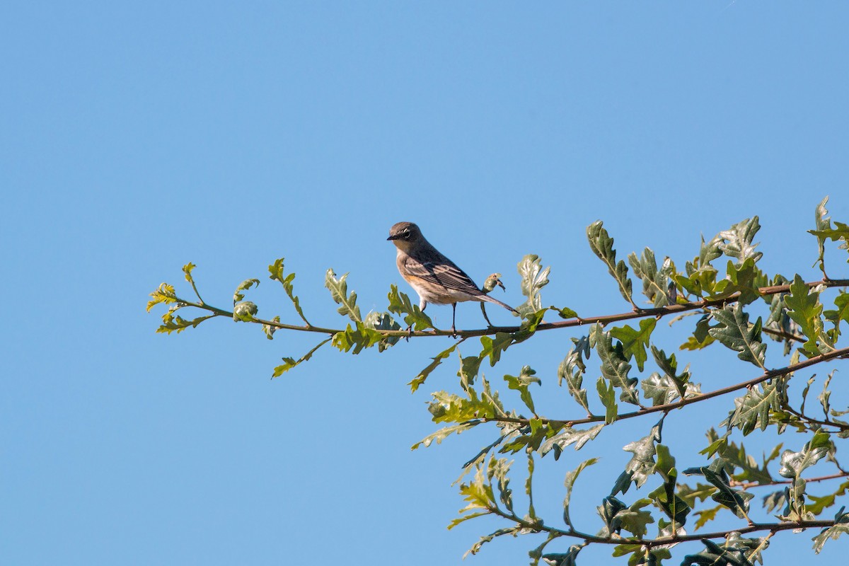 Yellow-rumped Warbler (Audubon's) - ML620477000