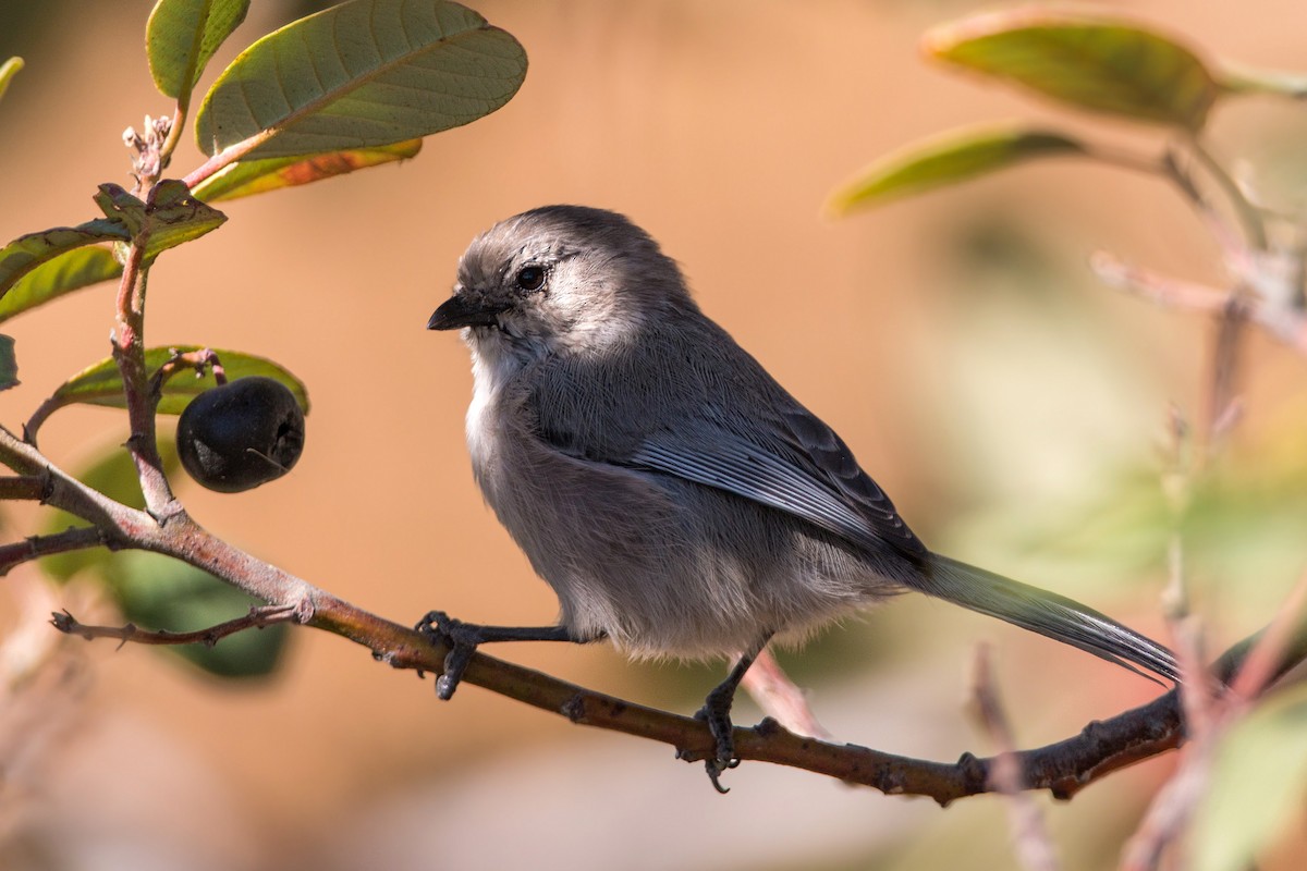 Bushtit - ML620477003