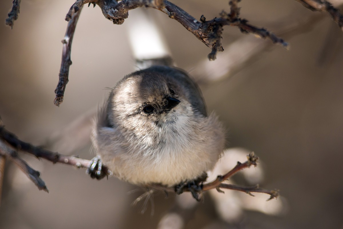 Bushtit - ML620477004