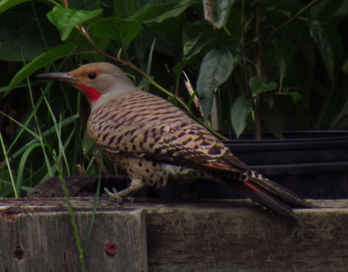 Northern Flicker (Red-shafted) - ML620477006