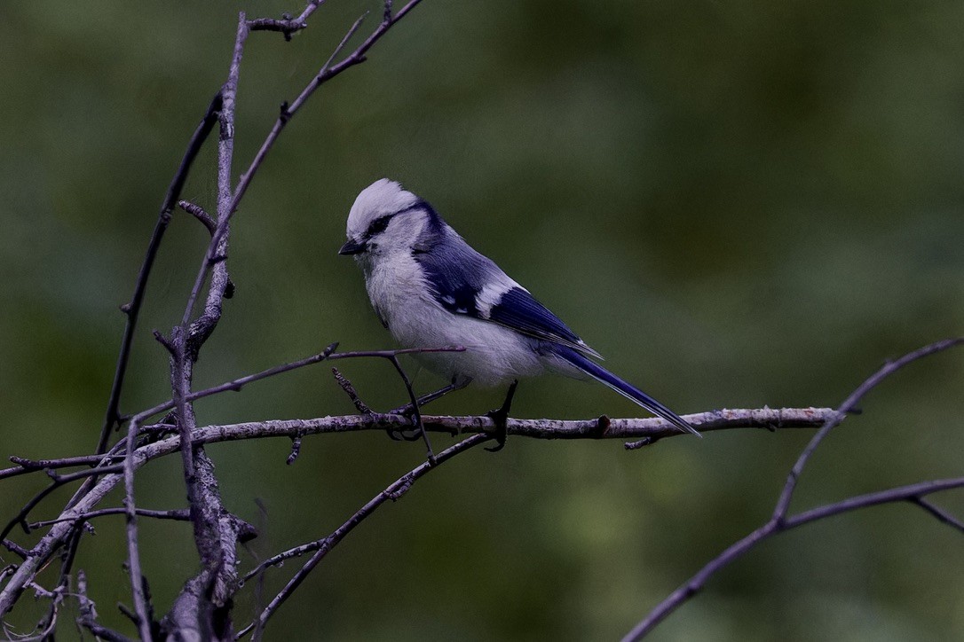 Mésange azurée - ML620477011