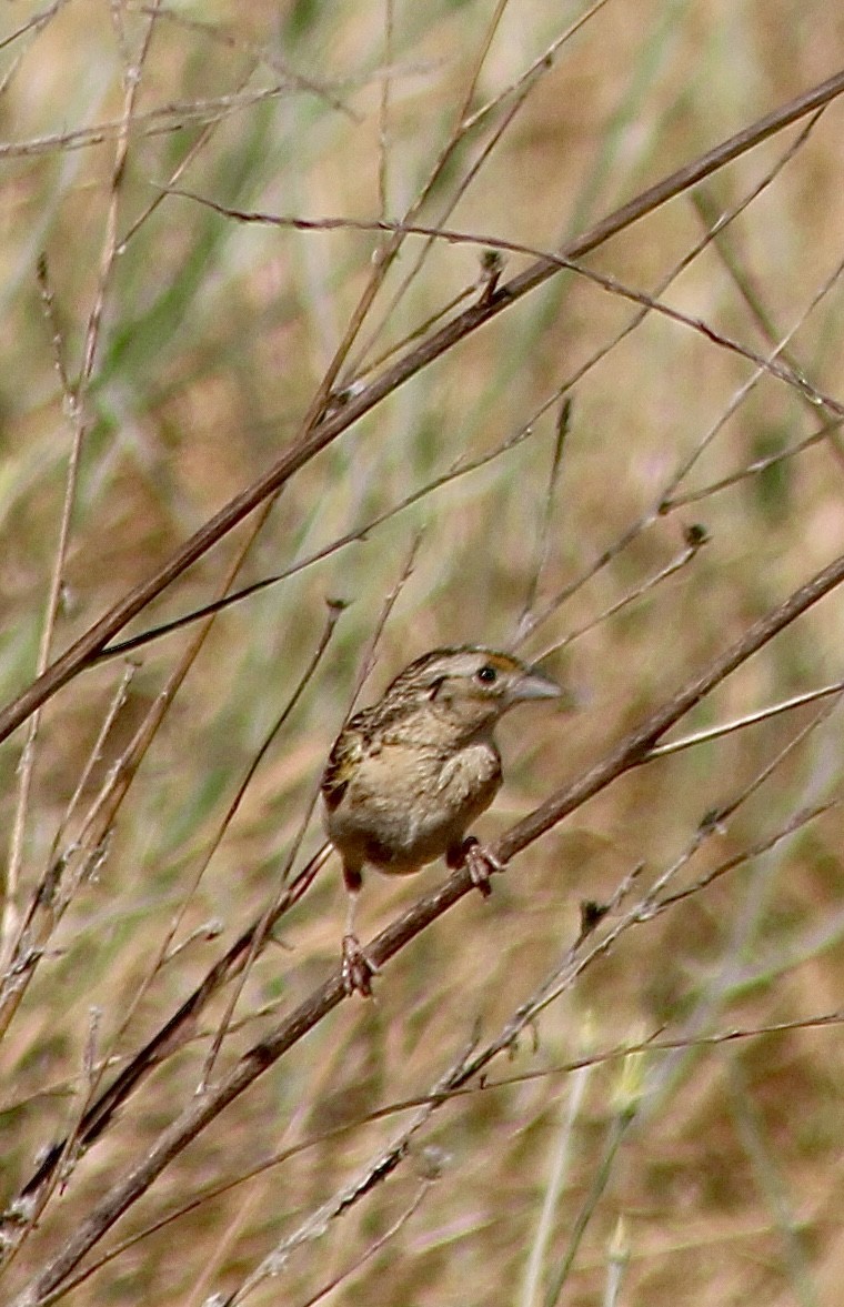 Grasshopper Sparrow - ML620477014