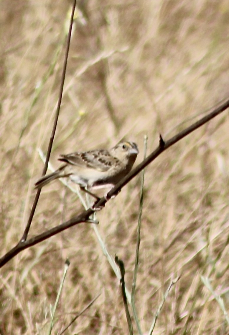 Grasshopper Sparrow - ML620477015