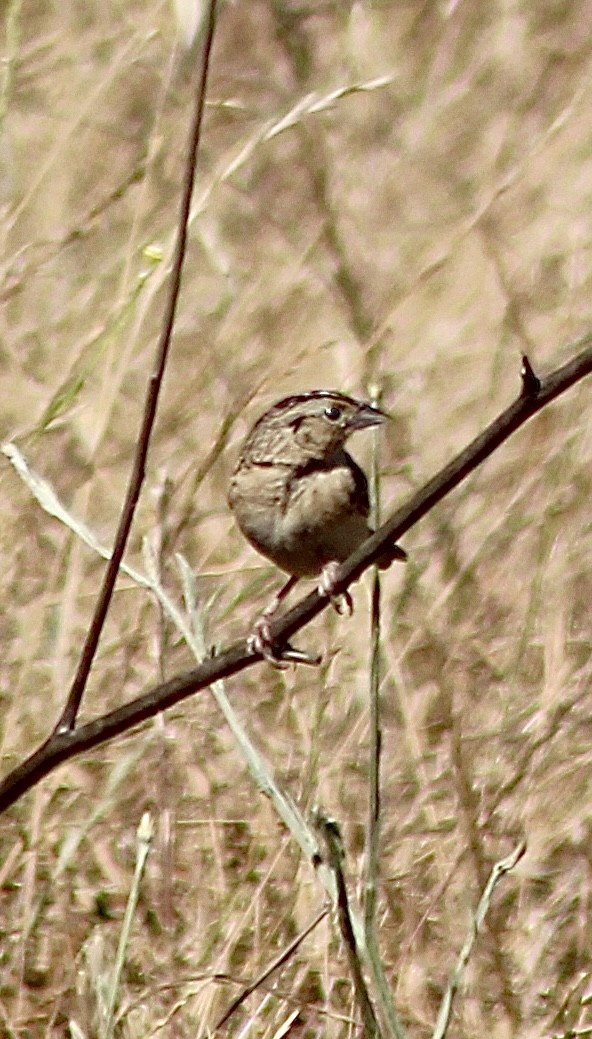 Grasshopper Sparrow - ML620477016