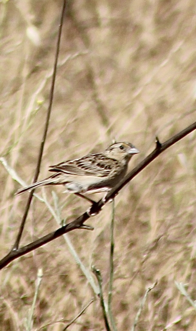 Grasshopper Sparrow - ML620477017