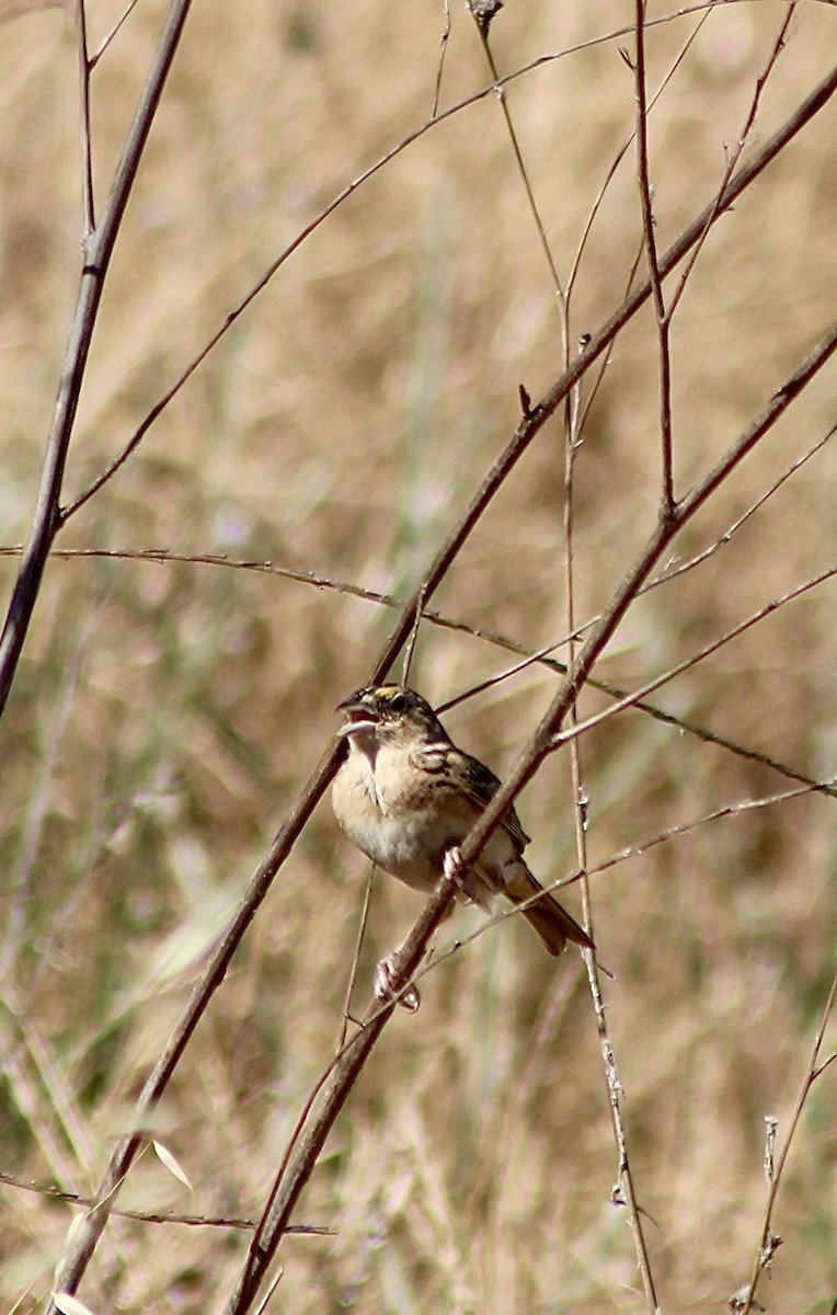 Grasshopper Sparrow - ML620477018