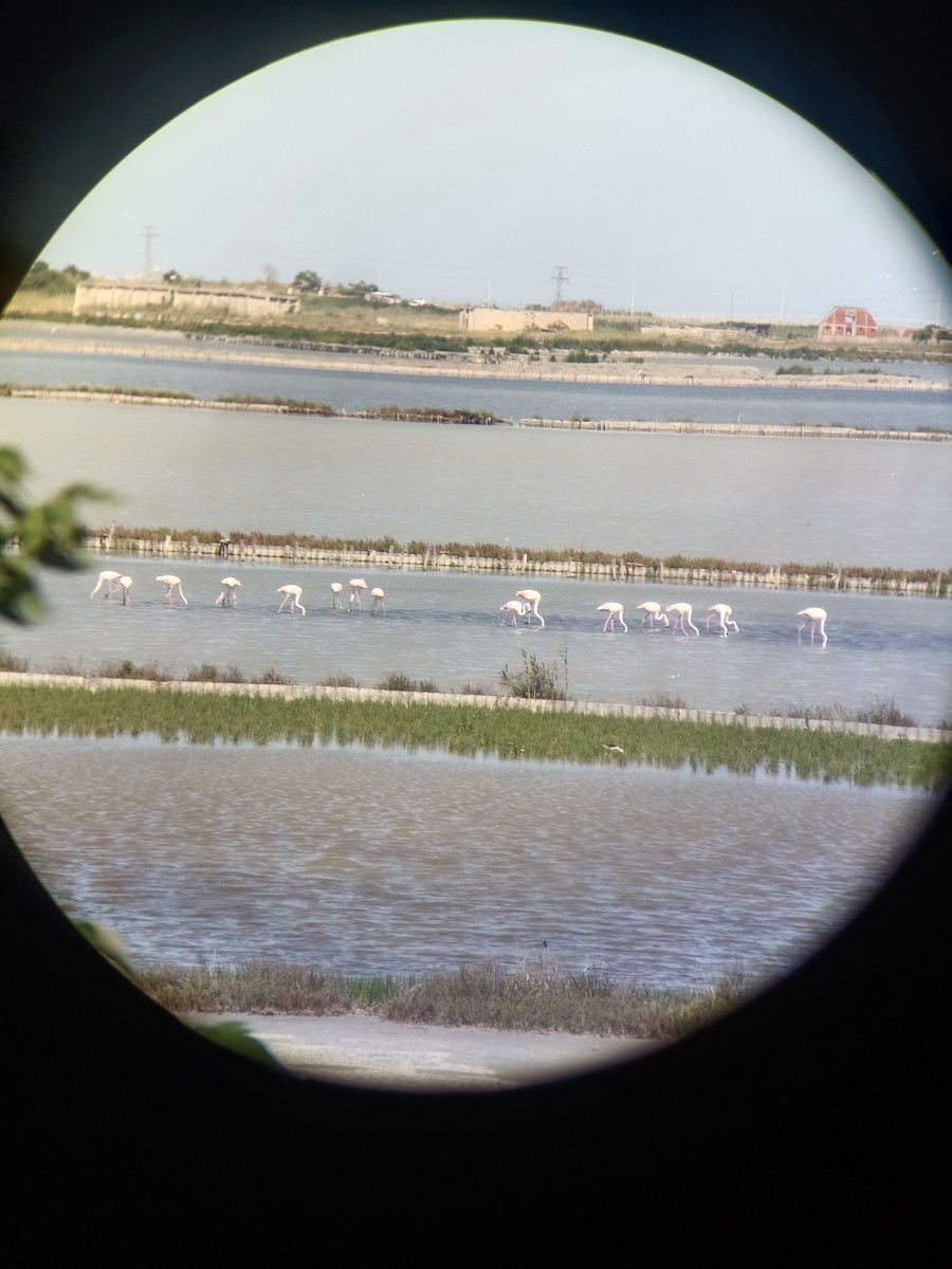 Greater Flamingo - ML620477020