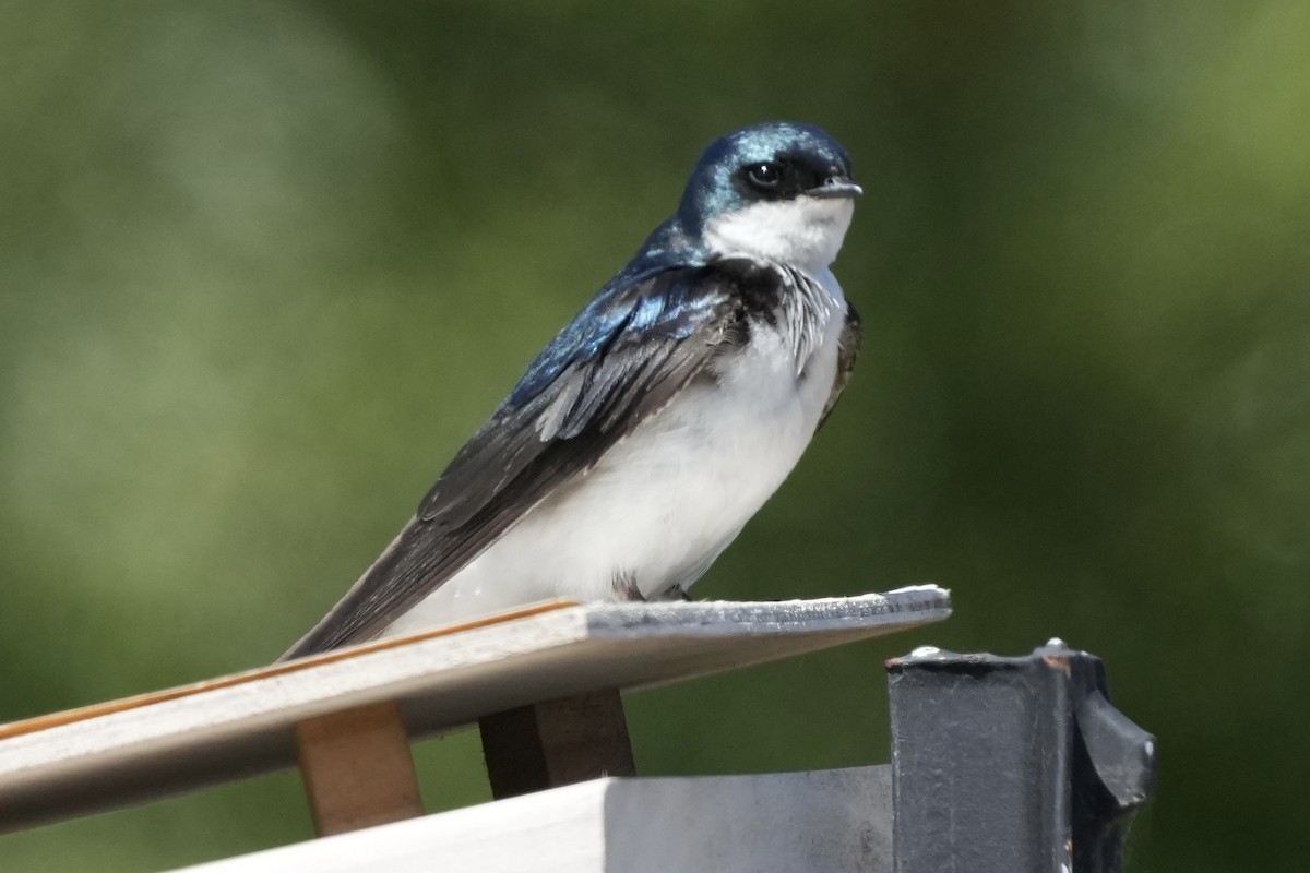 Golondrina Bicolor - ML620477023