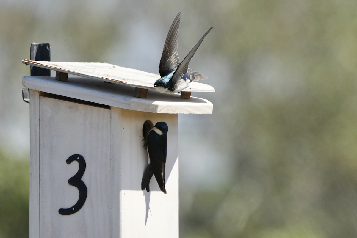 Tree Swallow - ML620477024