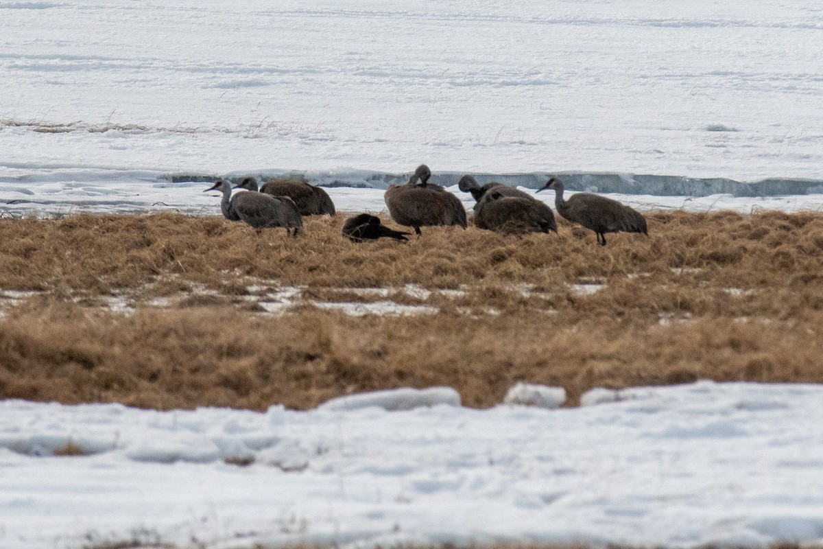 Sandhill Crane - ML620477028