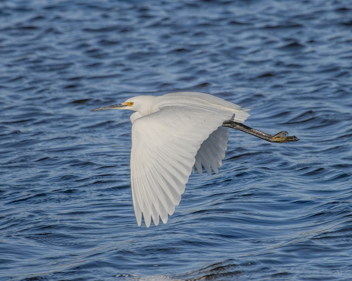 Little Egret - ML620477029