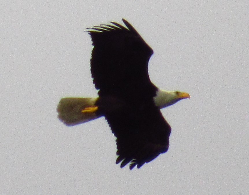 Bald Eagle - ML620477030