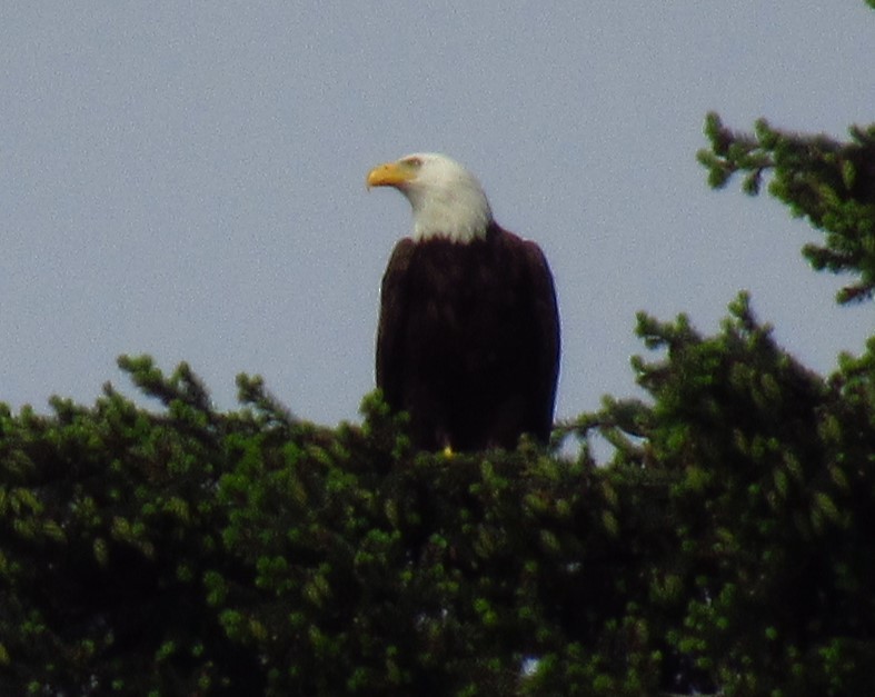 Bald Eagle - ML620477032