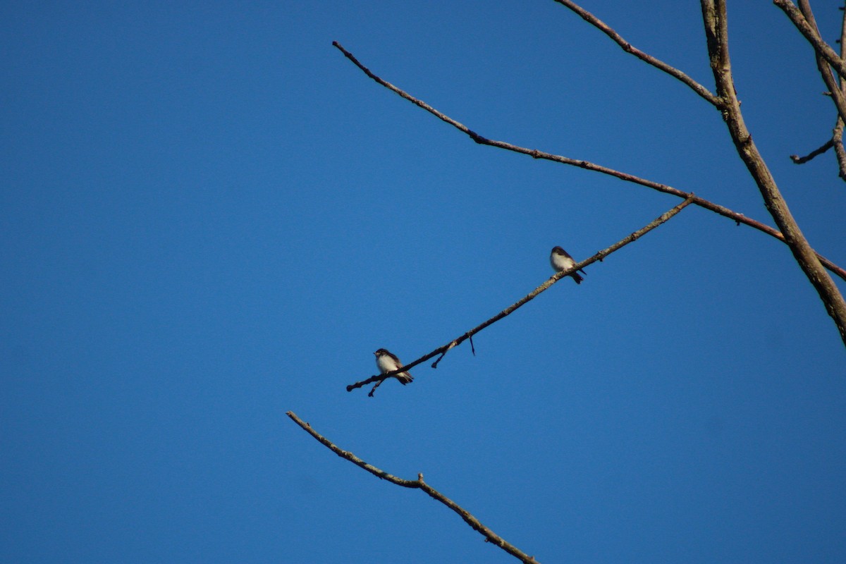 Tree Swallow - ML620477039