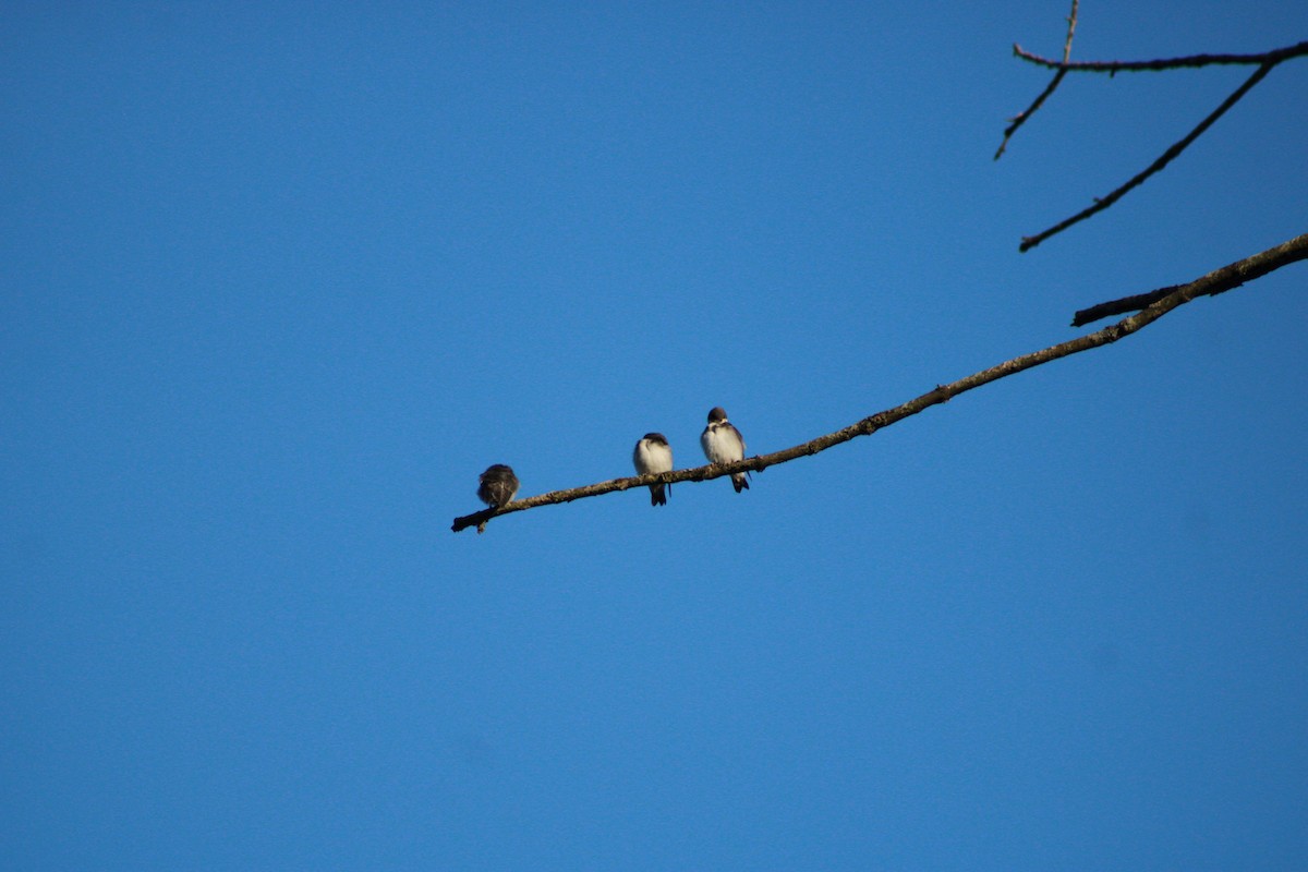 Tree Swallow - ML620477040