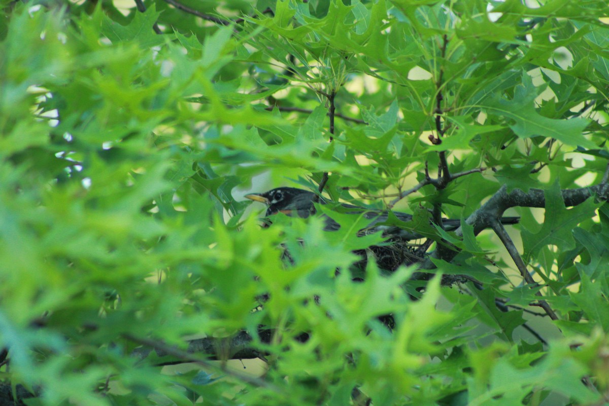 American Robin - Kristian Neely