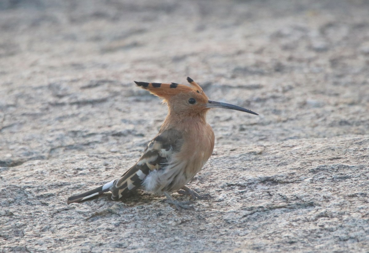 Eurasian Hoopoe - ML620477048