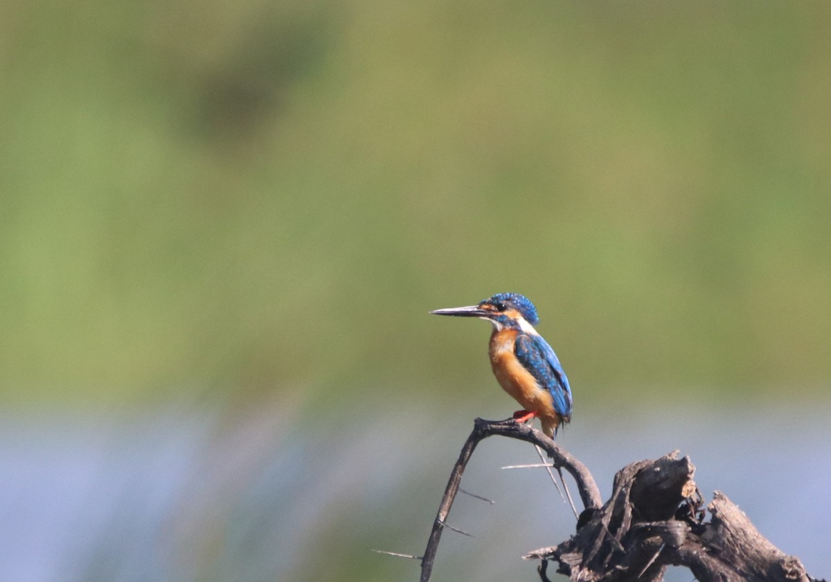 Common Kingfisher - ML620477049