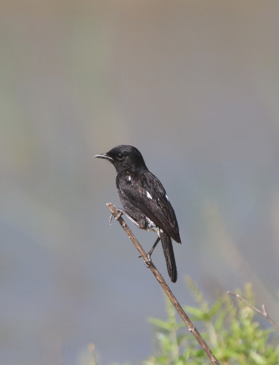 Pied Bushchat - Vignesh Bhat