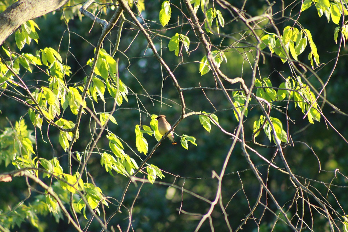 Cedar Waxwing - ML620477055