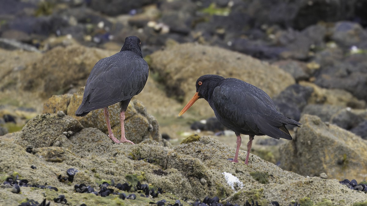 Neuseeland-Austernfischer - ML620477056