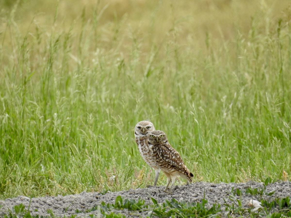 Burrowing Owl - ML620477060