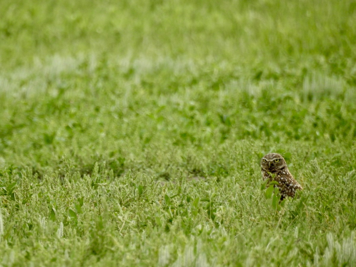 Burrowing Owl - ML620477061