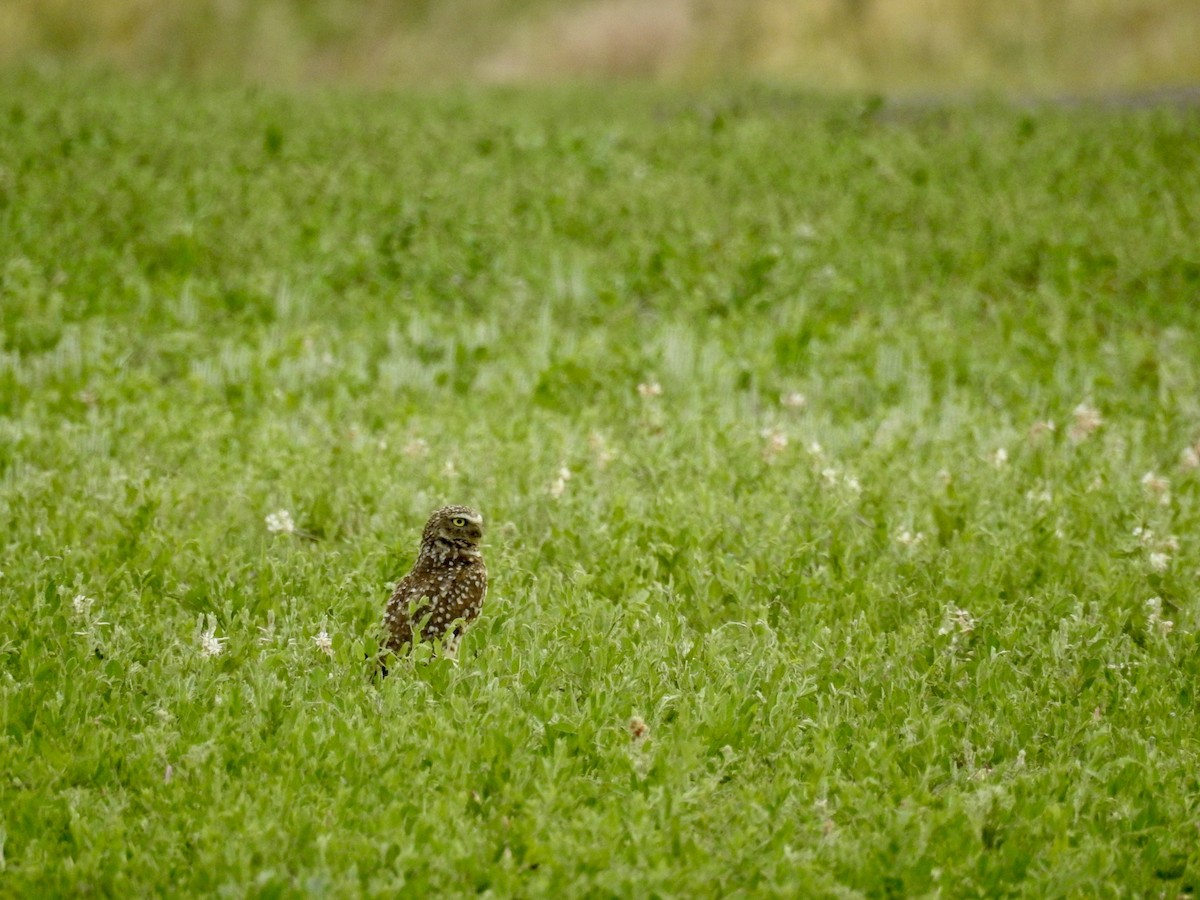 Burrowing Owl - ML620477062