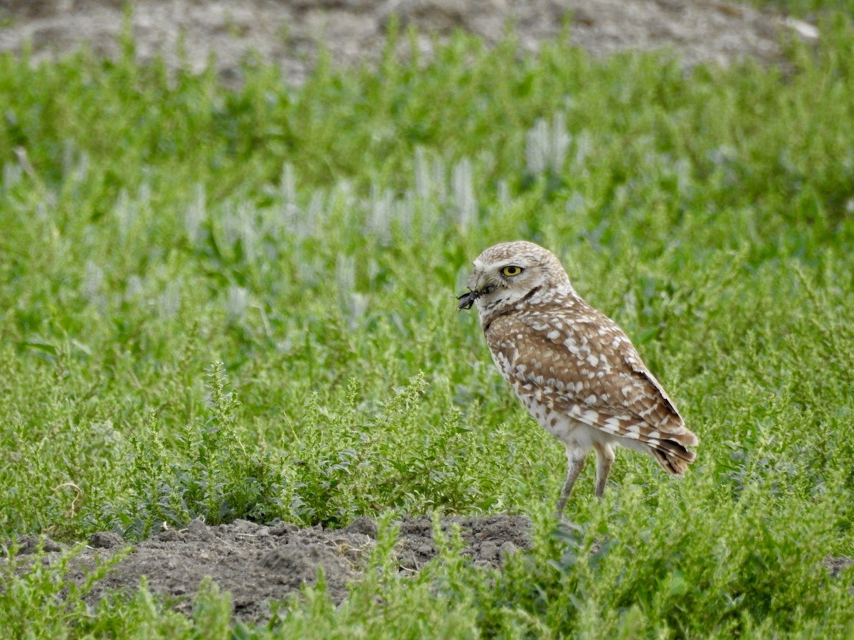 Burrowing Owl - ML620477063