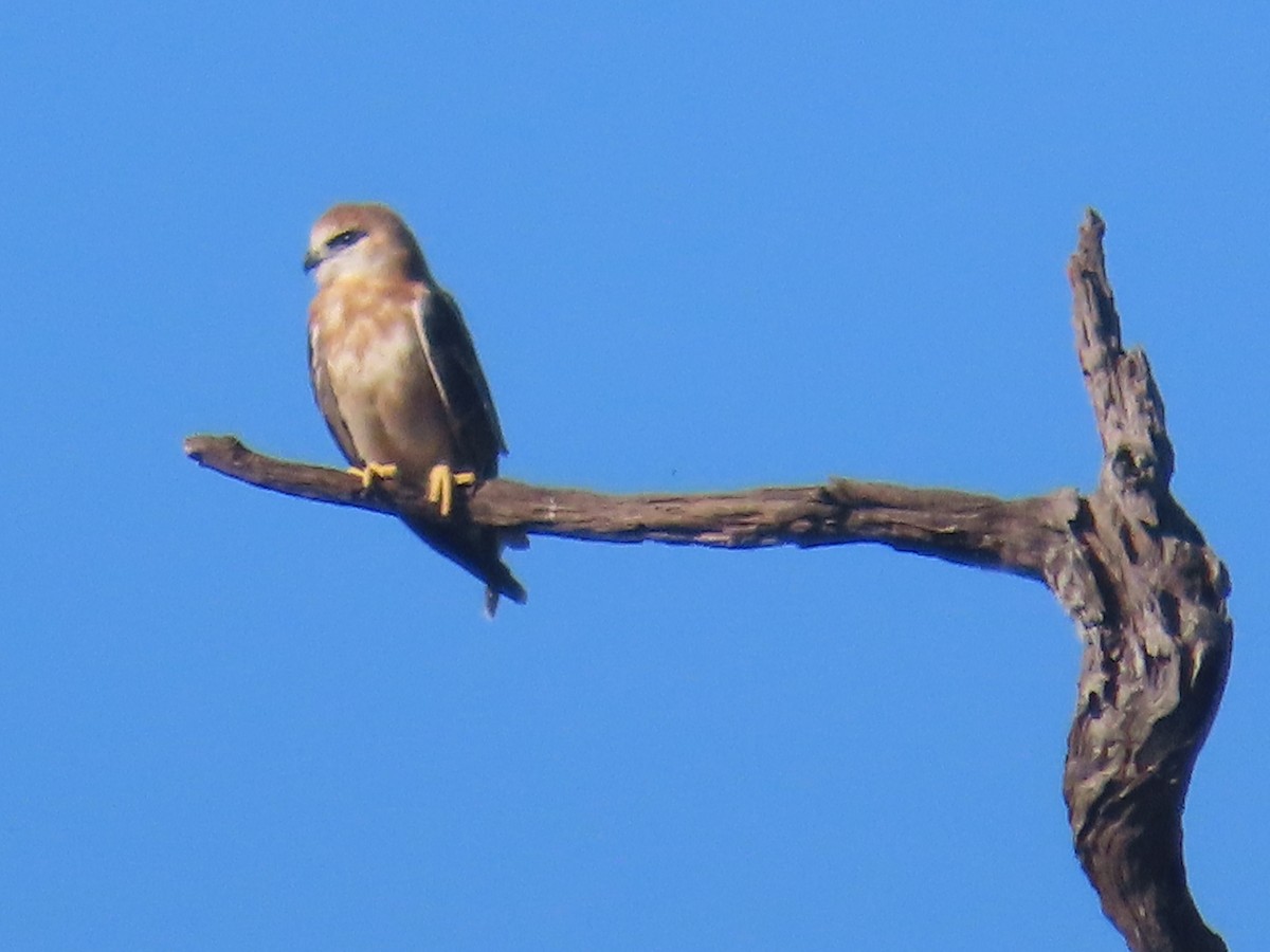 Black-shouldered Kite - ML620477064