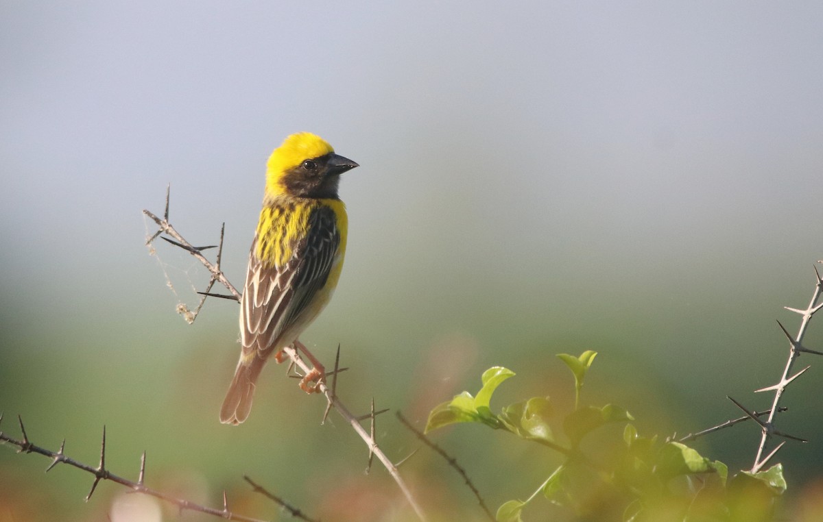 Baya Weaver - ML620477065