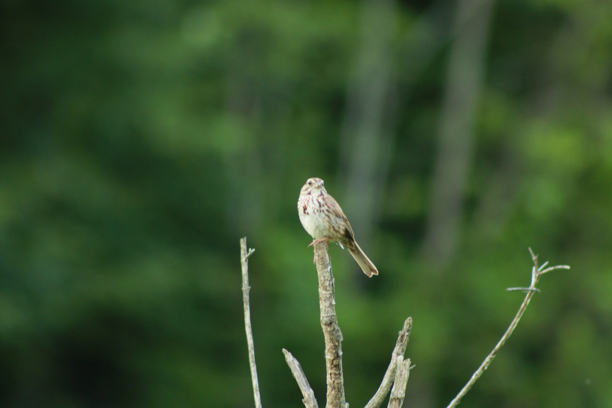 Song Sparrow - ML620477066