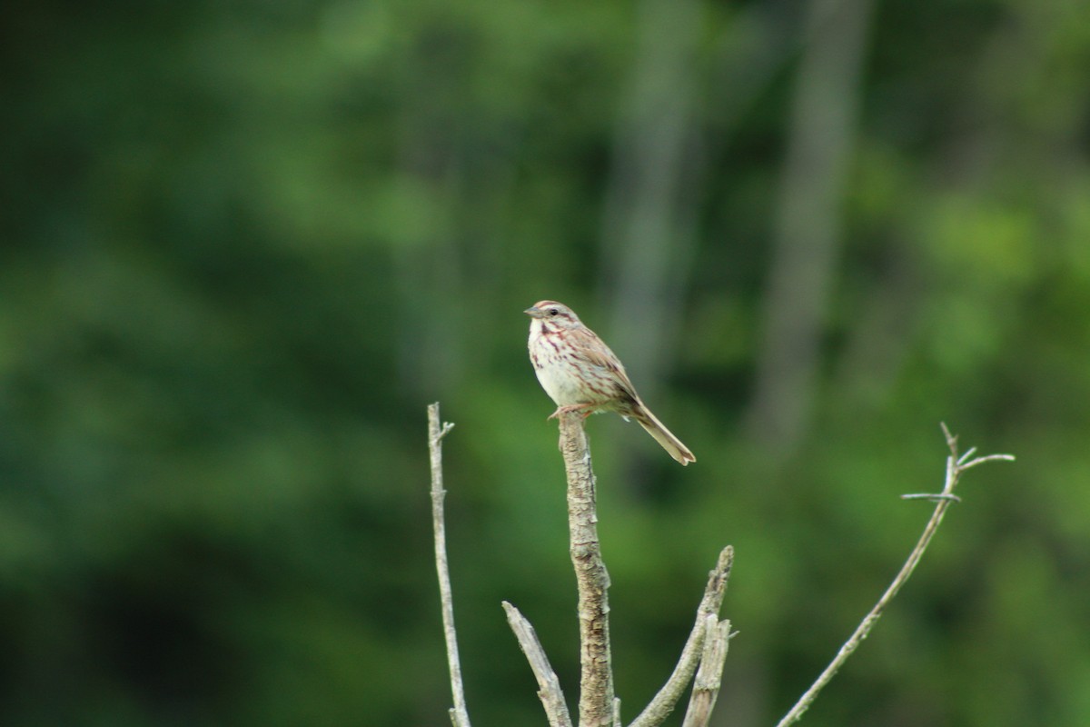 Song Sparrow - ML620477067