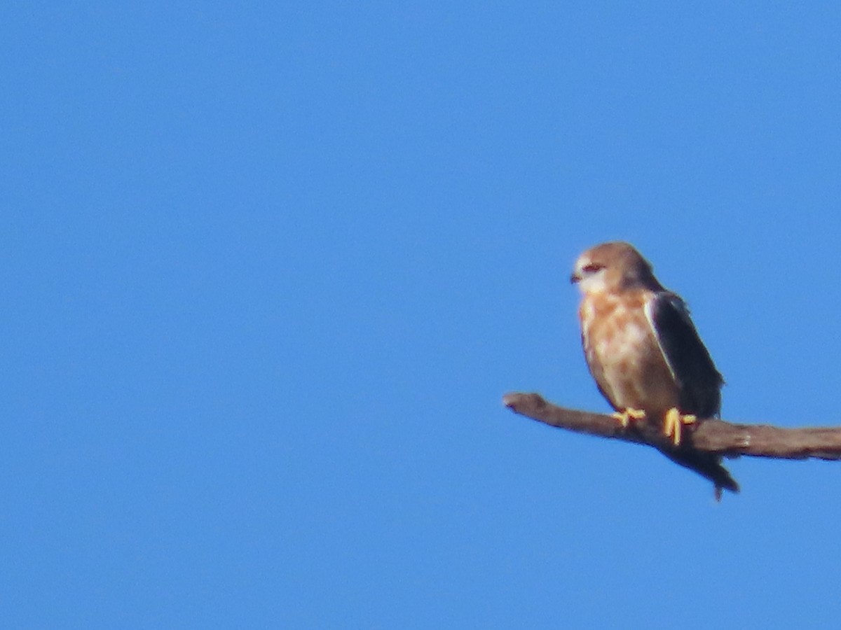 Black-shouldered Kite - ML620477069