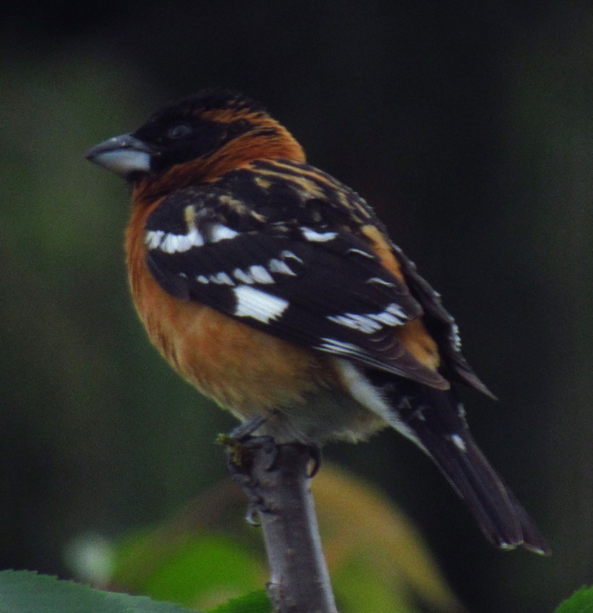 Cardinal à tête noire - ML620477072